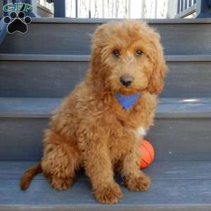 Kole, Mini Goldendoodle Puppy